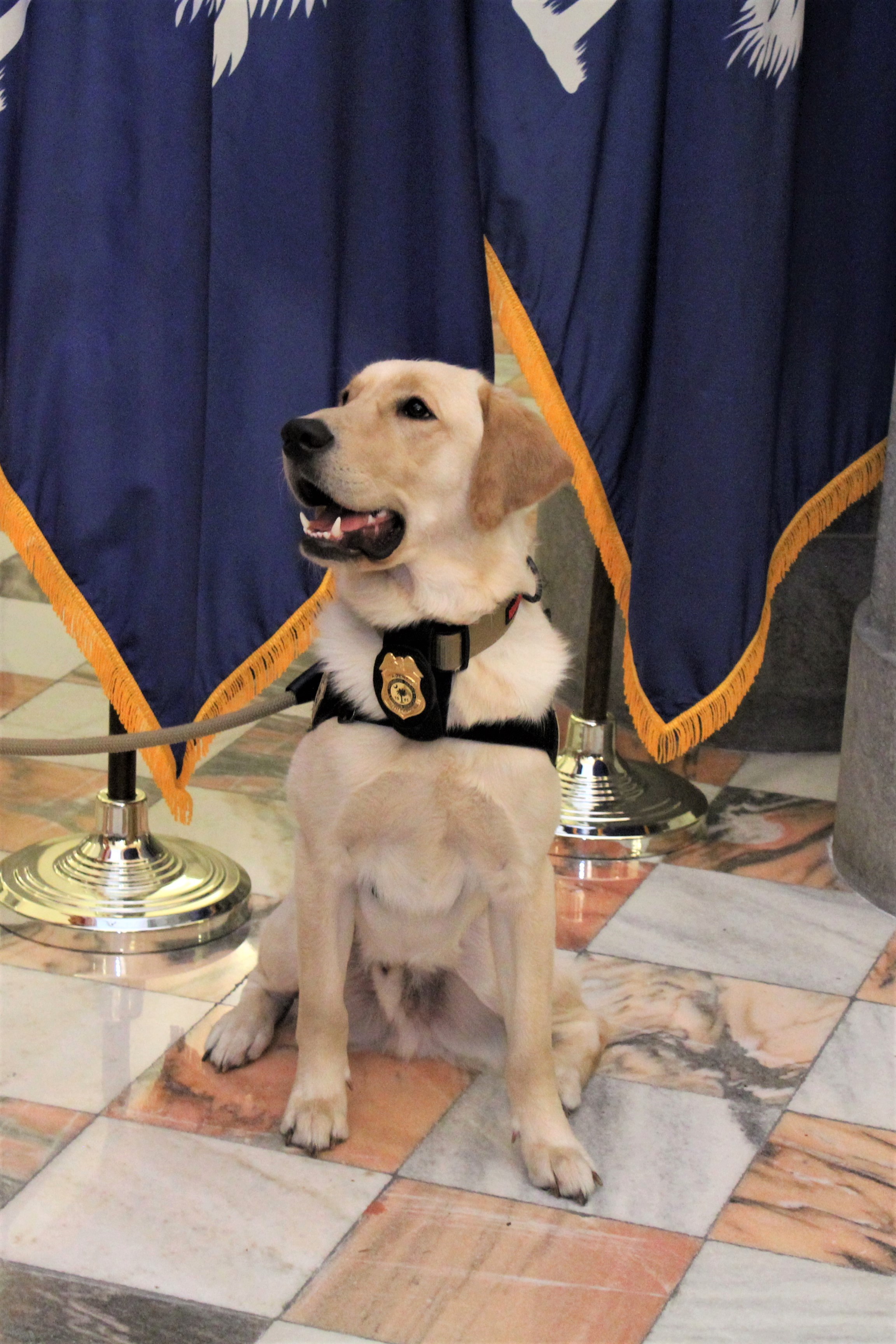 SCDPPPS electronics detection canine